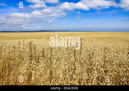 Vasto campo di grano dorato maturo che si estende fino a Horizon, Nyord, Danimarca Foto Stock