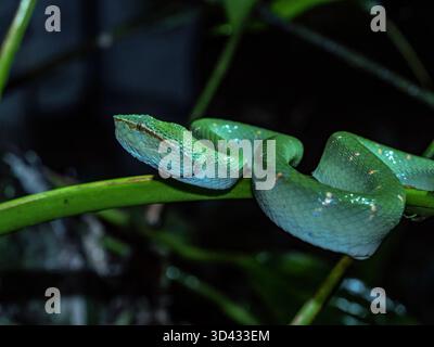 Un maschio vipera della fossa di Wagler, noto anche come vipera della fossa del tempio, si trova avvolto nel sottobosco di notte Foto Stock