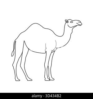 Disegno di una linea di un cammello su sfondo bianco. Riga modificabile Illustrazione Vettoriale