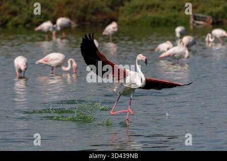 Grande fenicottero (Phoenicopterus roseus) atterra in una laguna nella Camargue, Francia. Foto Stock