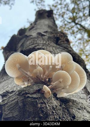 Fungo in porcellana (Oudemansiella mucida) che cresce su un vecchio faggio morto nel parco nazionale Veluwe, Paesi Bassi, fine ottobre. Foto Stock