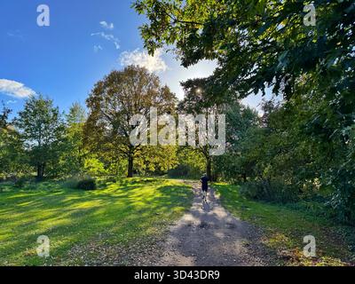 Corridore nel bosco deciduo di Tredegar Park, Galles del Sud Foto Stock