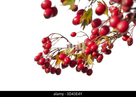 bacche di rosehip rosse su cespuglio isolate su bianco Foto Stock