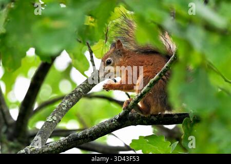 Squirrel collecting acorns for winter Foto Stock