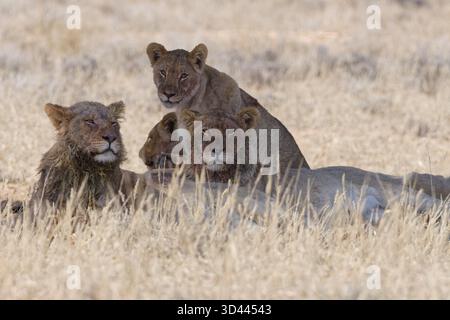 Leoni africani (Panthera leo), due giovani maschi adulti con leoni, sdraiati in erba alta e asciutta, riposati all'ombra, allerta, Kgalagadi Transborder Park Foto Stock