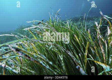 Primo piano di alghe, erba di Nettuno (Posidonia oceanica), sott'acqua che crescono nell'oceano, nel Mediterraneo vicino a Hyeres, penisola di Giens, immersioni subacquee Foto Stock