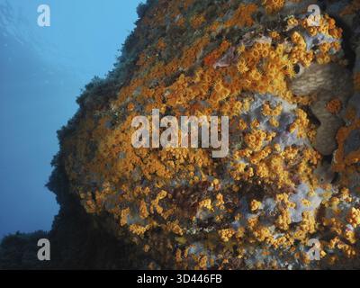 Parete rocciosa oceanica ricoperta da numerosi anemoni crostali gialli (Parazoanthus axinellae) nel Mediterraneo vicino a Hyeres, penisola di Giens che si tuffano Foto Stock