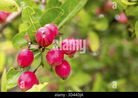 Primo piano di manghi maturi e uva spina appesi su un albero, circondati da foglie verdeggianti Foto Stock