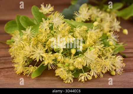Fiore di tiglio su sfondo di legno scuro. Primo piano. Foto Stock