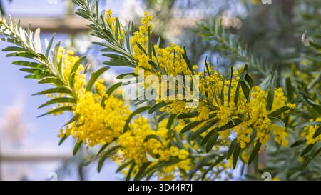 Sfondo con splendidi fiori gialli di Mimosa (Aacacia dealbata) Foto Stock