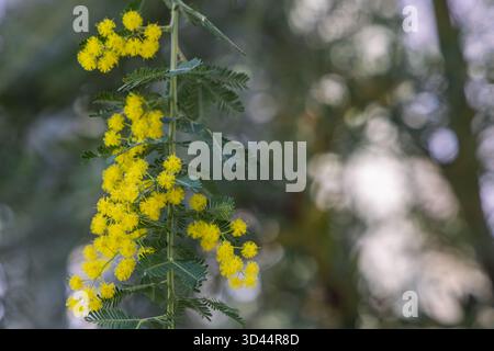 Sfondo con splendidi fiori gialli di Mimosa (Aacacia dealbata) Foto Stock