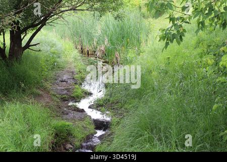 piccolo torrente che si snoda tra canne e banchi erbosi nella foresta boreale in estate Foto Stock