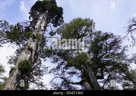 Una spettacolare vista a basso angolo che guarda direttamente in alto ai tronchi massicci e alla fitta tettoia verde di due torreggianti alberi secolari, un larice e un coihue. Foto Stock