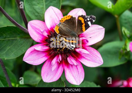 Farfalla rossa ammiraglio (Vanessa atalanta) che si appoggia su una pianta di fiori "Skyfall" di Dahlia durante la stagione estiva, fotografie macro-naturali di farfalle, Foto Stock