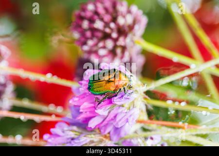 Uno scarabeo dalle tonalità gioiello che riposa sulla fioritura del viola selvaggio tra la flora estiva sfocata Foto Stock