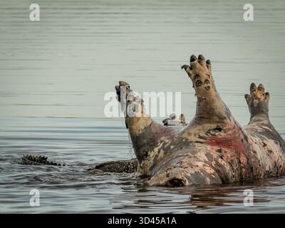 la carcassa di ippopotamo galleggia nel fiume, occasionalmente girando sul suo asse, attirando un multiplo di scavatori, tra cui numerosi coccodrilli. Foto Stock