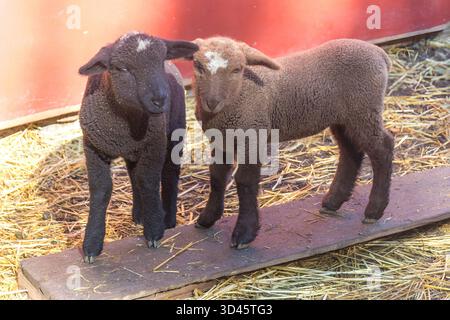 Lambs curiosi in una Sheep Pen. Fattoria nel nord della California, Stati Uniti. Foto Stock
