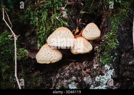 Gruppo di funghi scottati selvatici (Pholiota Square) che crescono su un tronco di alberi muschiati in una foresta. Foto Stock