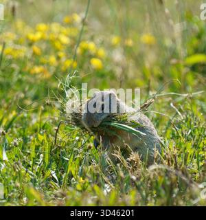 Uno scoiattolo europeo (Spermophilus citellus), una specie in via di estinzione, si trova in un campo erboso con un boccale d'erba, probabilmente raccogliendo nistina Foto Stock