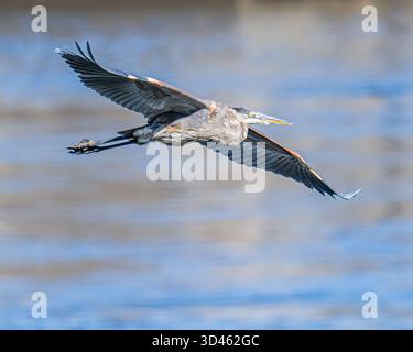 Aquile calve Haliaeetus leucocephalus presso la diga di Conowingo Maryland - uccelli rapaci nella pesca in volo nel fiume Susquehanna Foto Stock