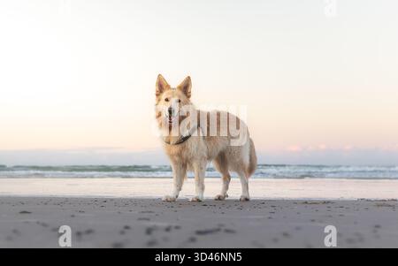 Pastore bianco tedesco in spiaggia Foto Stock