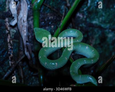 Un maschio vipera di Wagler, noto anche come vipera del Tempio, Tropidolaemus wagleri, si trova avvolto nel sottobosco di notte. Le vipere di Wagler sono predatori di imboscate Foto Stock