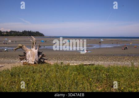 Parksville Beach, Isola di Vancouver - calme acque dell'Oceano Pacifico con la bassa marea. Persone che si rilassano con accessori da spiaggia e ombrelloni. Divertimento estivo, Foto Stock