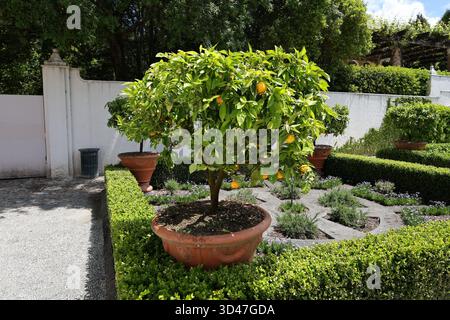 Alberi di agrumi in vaso in un giardino elegante Foto Stock