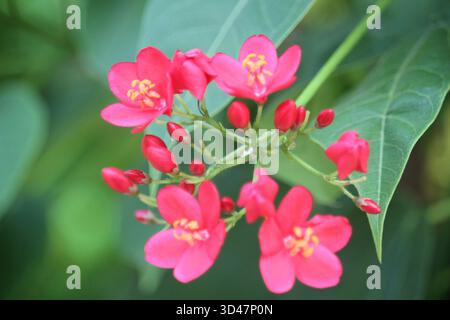 Il fiore di Peregrina (Jatropha integerrima) comunemente noto come peregrina o jatropha piccante, è un arbusto delle specie vegetali in fiore composte nell'eupho Foto Stock