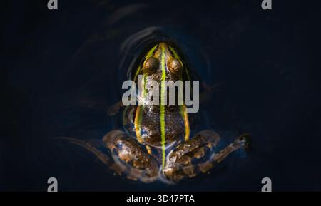 Rana commestibile, pelophylax esculentus adagiato sulla superficie dello stagno. Vista dall'alto su sfondo scuro, animali selvatici cechi Foto Stock