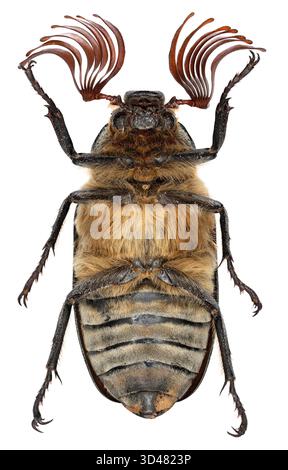 Scarabeo fossile Polyphylla fullo. Insetto visto dal lato ventrale, isolato su uno sfondo bianco. Foto Stock