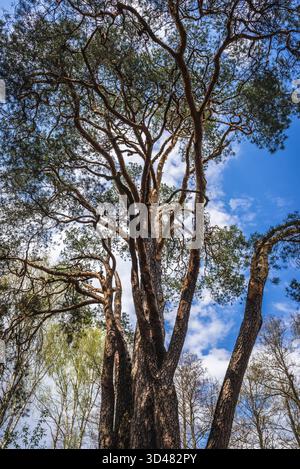 Vecchio pino chiamato Wszebora a Minsk Mazowiecki, il più antico pino della Polonia Foto Stock