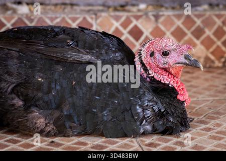 Turchia in vendita sul mercato, Marrakech, Marocco. tacchino vivo travestito in vendita, mercato medina di Marrakech. Foto Stock