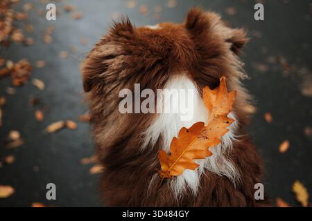 Cane da pastore australiano marrone seduto sulla strada con foglie di quercia arancione sulla schiena, circondato da foglie autunnali cadute. Cucciolo australiano tricolore rosso. Foto Stock