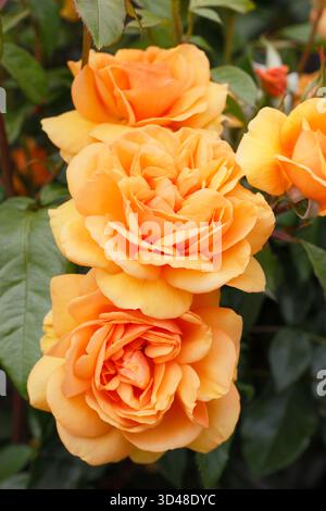 Due fiori arancioni profumati di rosa Golden Beauty: Rosa vigorosa e resistente. Foto Stock