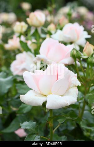 Rosa Chandos Beauty, chiamata anche Rosa Harmisty, rosa ibrida da tè con fiori profumati color rosa pallido e piccante che fioriscono in estate e in autunno Foto Stock