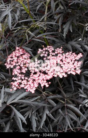 Sambucus nigra F. porphyrophylla 'Eva', chiamato anche Sambucus 'pizzo nero', arbusto deciduo con distintive foglie di pizzo nero e piccoli fiori rosa Foto Stock