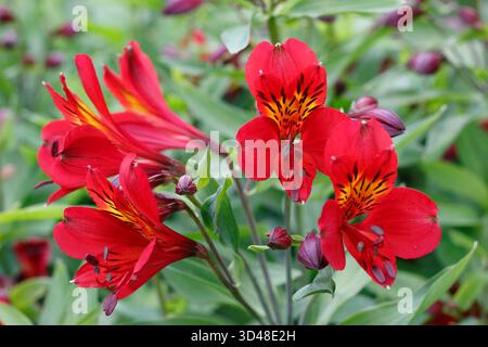 Alstroemeria 'Red Beauty', giglio peruviano con grappoli di fiori a forma di imbuto rosso brillante Foto Stock