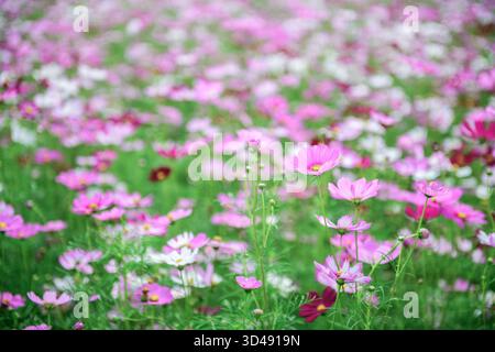 I coloratissimi fiori COSMOS fioriscono sullo sfondo del giardino, splendidi fiori COSMOS con vista sulla natura di colore rosa, di colore bianco tra il giardino Foto Stock