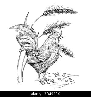 Composizione del gallo in piedi vicino al grano e ai semi. Illustrazione realizzata a mano in stile inchiostro vettoriale. Per progettazione di imballaggi, schede, copertina, stampe, prodotti Illustrazione Vettoriale