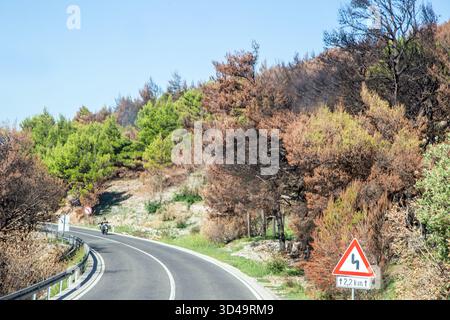 Il fuoco bruciato ha danneggiato alberi e vegetazione lungo la strada costiera a sud di Spalato nel paese croato della Croazia dopo gli incendi dell'estate 2025 Foto Stock