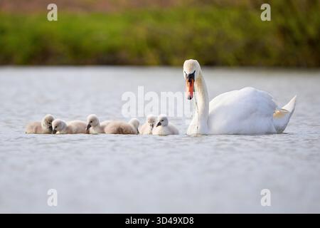 Cigni muti con cignetti su un lago che mangiano vegetazione ( Cygnus olor ) Foto Stock