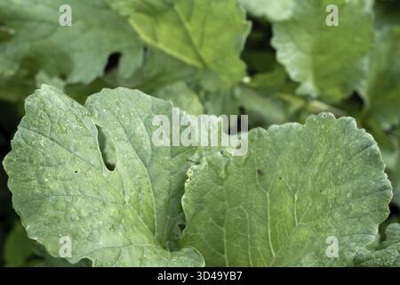 Borken, NRW, Germania, foglie verdi lussureggianti brillano con rugiada mattutina in giardino. La luce del sole si filtra, evidenziando la vegetazione vivace durante la S. Foto Stock
