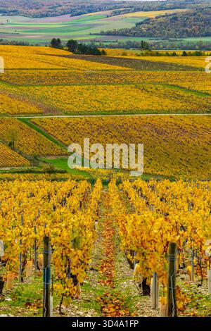 Paesaggio ondulato di vigneti che mostra foglie d'autunno dorate con colline sotto un cielo luminoso Foto Stock