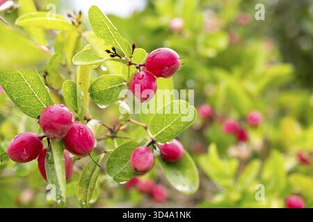 Primo piano di manghi maturi e uva spina appesi su un albero, circondati da foglie verdeggianti Foto Stock