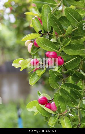 Primo piano di manghi maturi e uva spina appesi su un albero, circondati da foglie verdeggianti Foto Stock