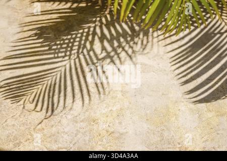 Le foglie di palma proiettano ombre intricate su una superficie di cemento illuminata dal sole, creando una mostra artistica di luce e natura. L'immagine evidenzia la bellezza di Foto Stock