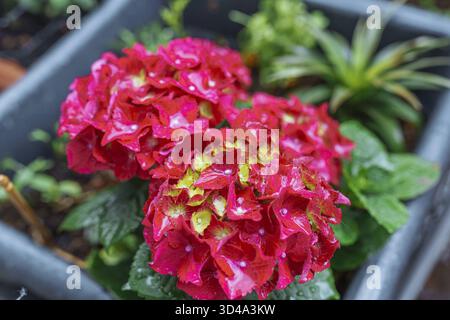 Infiorescenze di Hydrangea in gocce di pioggia. ortensie da giardino multicolore luminose in scatola Foto Stock