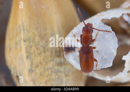 Scarabeo rosso, arrugginito o a grana piatta (Cryptolestes ferrugineus) un prodotto conservato che si trova su grani d'orzo. Foto Stock
