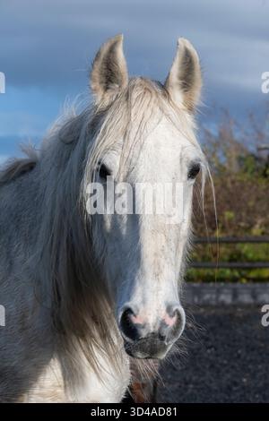 Cavallo grigio maturo con criniera lunga all'aperto durante il sole autunnale. Foto Stock